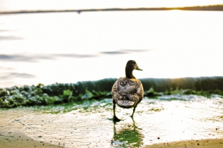 An der Havel