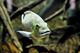 Besuch im Aquarium