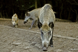 Wildschweine am Grunewaldturm